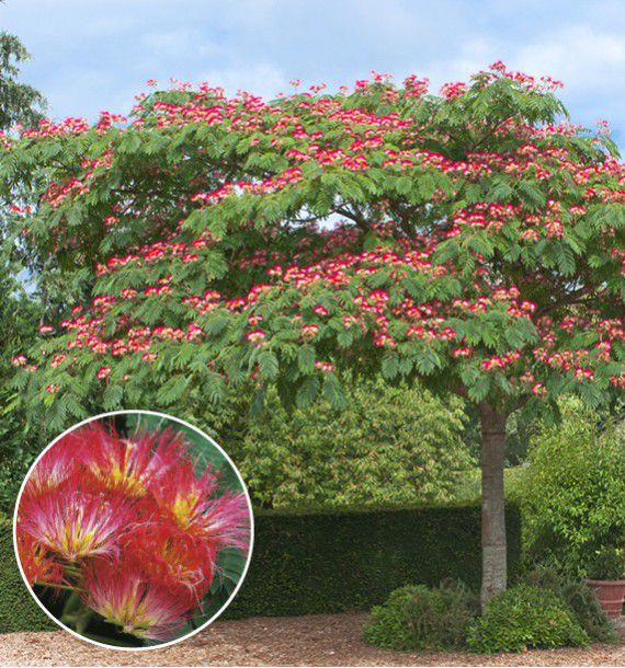 ou planter albizia