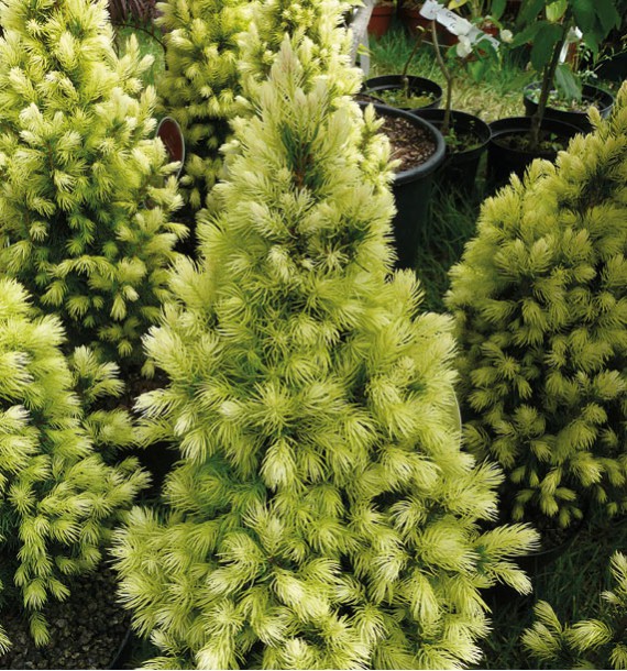 PICEA BOUTON D'OR