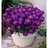  CROCUS FLOWER RECORD