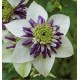 CLEMATITE VIENNETTA® Evipo006