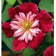 CLEMATITE AVANT GARDE®TM Evipo033(N)