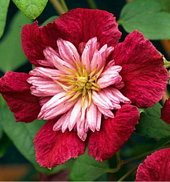 CLEMATITE AVANT GARDE®TM Evipo033(N)