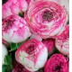RENONCULES PINK PICOTEE