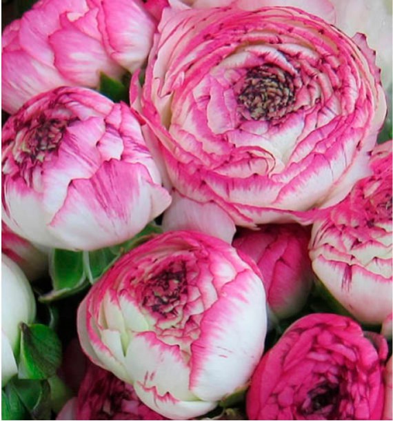 RENONCULES PINK PICOTEE