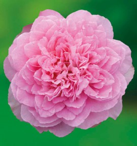 ROSIER BUISSON BORNEO ODORE® Intercomgarf