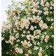 ROSIER GRIMPANT GHISLAINE DE FÉLIGONDE