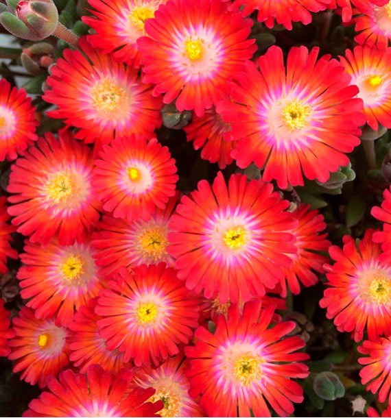 DELOSPERMA JEWEL OF DESERT® GRENADE