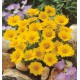 COREOPSIS SONNENKIND