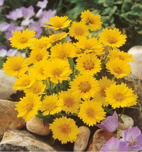 COREOPSIS SONNENKIND