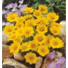 COREOPSIS SONNENKIND