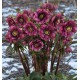 HELLEBORE KING DOUBLE DARK RED