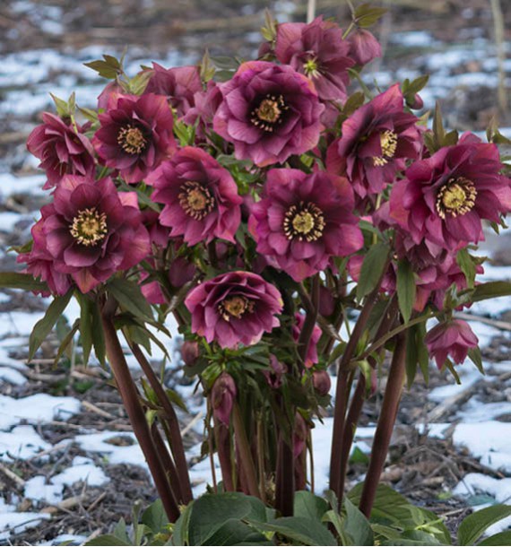 HELLEBORE KING DOUBLE DARK RED
