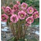 HELLEBORE KING DOUBLE PINK
