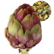ARTICHAUT VIOLET DE PROVENCE