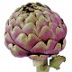 ARTICHAUT VIOLET DE PROVENCE