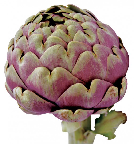 ARTICHAUT VIOLET DE PROVENCE