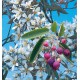 AMELANCHIER
