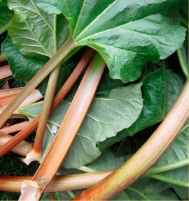 RHUBARBE PARAGON VICTORIA