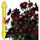 DAHLIA GEANT TARTARUS