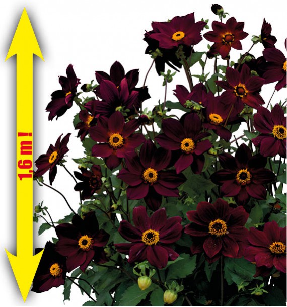 DAHLIA GEANT TARTARUS
