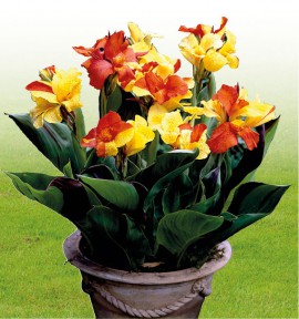 CANNA CLEOPATRA