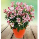 ALSTROEMERE DUCHESSE® LOUISE
