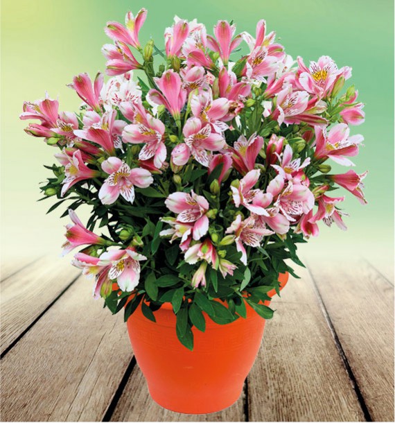 ALSTROEMERE DUCHESSE® LOUISE