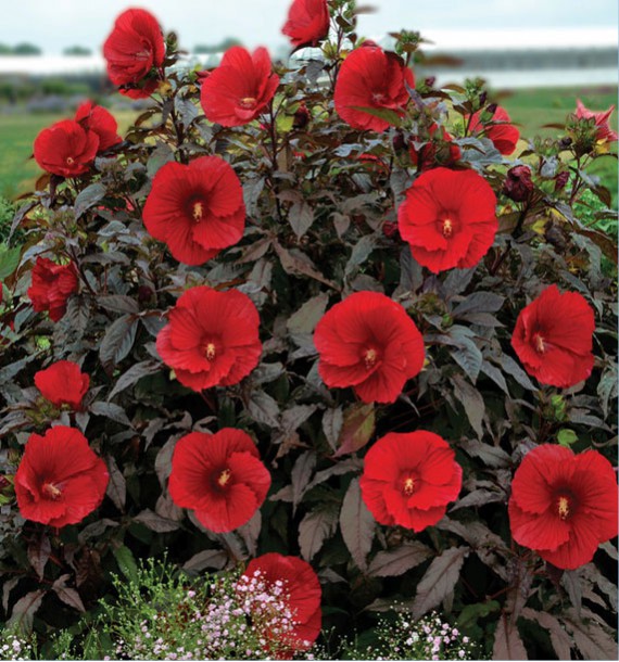 HIBISCUS SUMMERIFIC® MIDNIGHT MARVEL