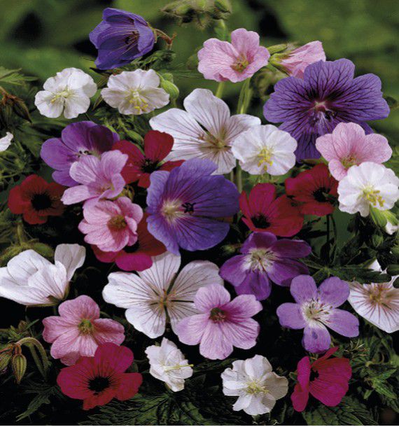 Géranium Zonale F1 Avanti Mix - Graines Baumaux