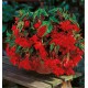 BEGONIA CASCADE SCARLET