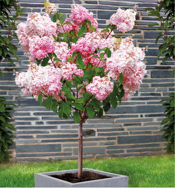 fleur vanille fraise