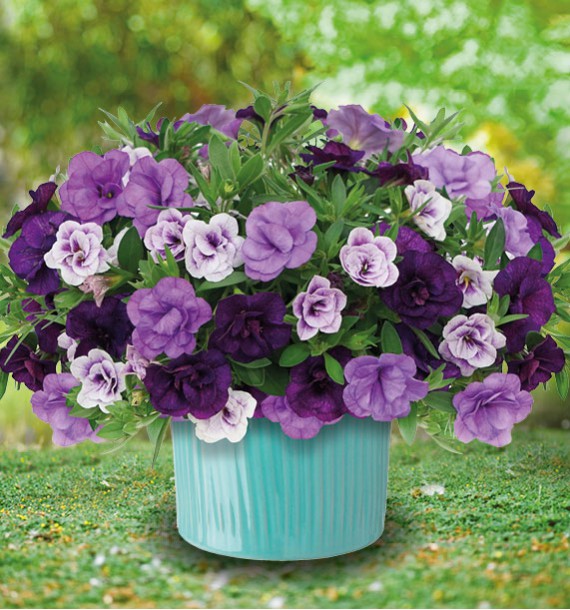 CALIBRACHOAS TRIXI® BLUE PETTICOAT