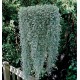 DICHONDRA ARGENTEA SILVER FALLS