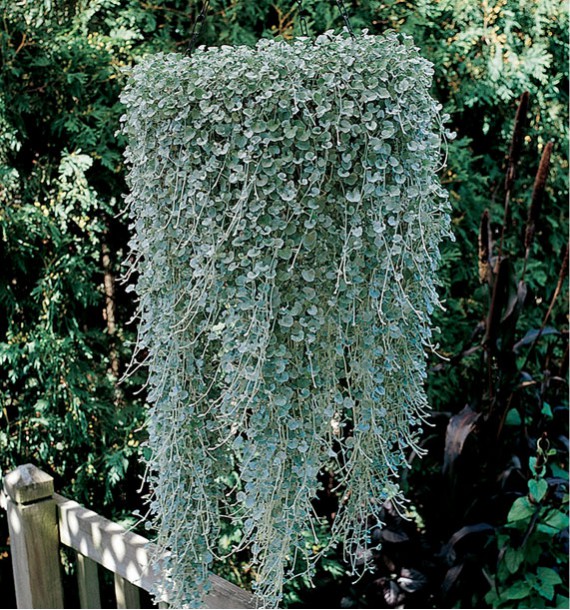DICHONDRA ARGENTEA SILVER FALLS