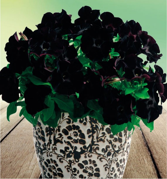 PÉTUNIA MYSTICAL BLACK VELVET®