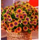 DIMORPHOTECA FLOWER POWER® PURPLE SUN
