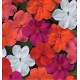 IMPATIENS BEACON®