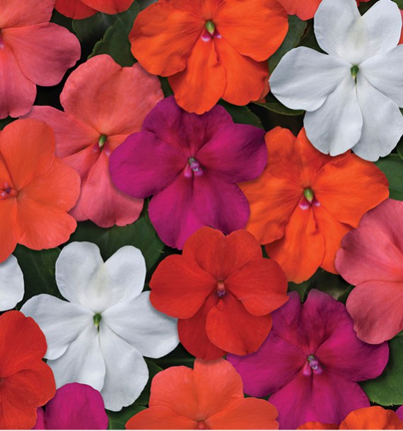 IMPATIENS BEACON®