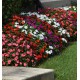 IMPATIENS BEACON®