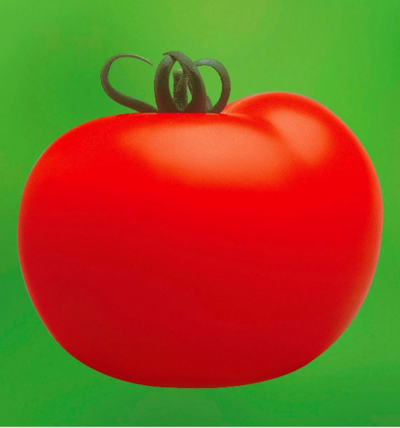 TOMATE MONTFAVET 63/5 F1 A PLANTER