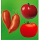 COLIBRIANT 9 TOMATES : 3 CORNUE DES ANDES + 3 SAINT PIERRE + 3 ANANAS
