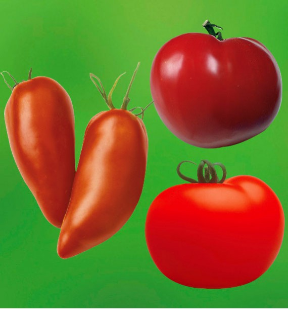 COLIBRIANT 9 TOMATES : 3 CORNUE DES ANDES + 3 SAINT PIERRE + 3 ANANAS