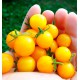 TOMATE CERISE STARGOLD F1 A PLANTER