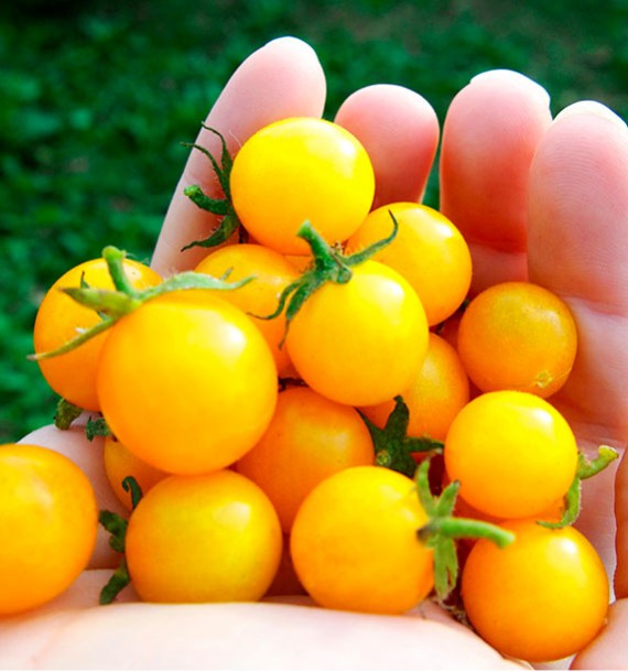 10 graines Tomate Window box yellow Tomate cerise jaune