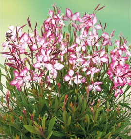 GAURA ROSY JANE® Harrosy