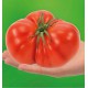 TOMATE SUPERSTEACK