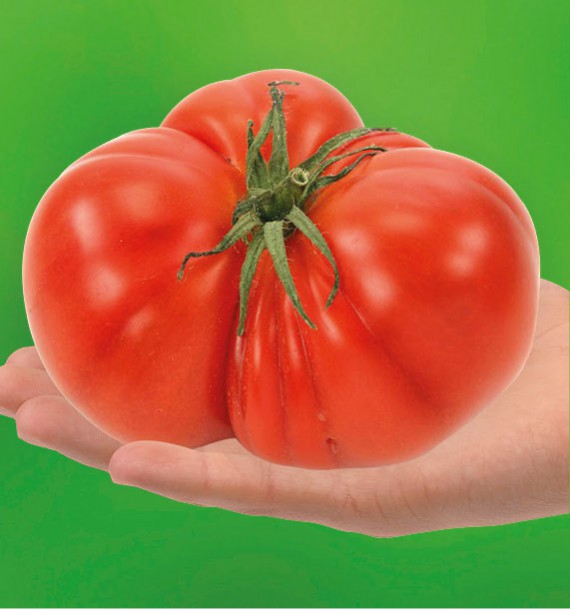 TOMATE SUPERSTEACK