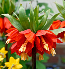 COURONNE IMPERIALE ROUGE