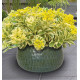 SEDUM ATLANTIS