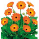 GERBERA GARVINEA® SWEET SUNSET